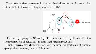 11 05 2020 Biochemistry Water soluble vitamins 3 BSc MLT 1Year dMLT 2nd year [upl. by Erlene253]