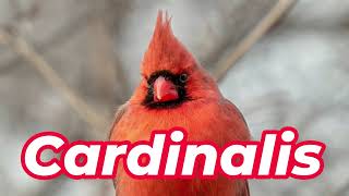 How to pronounce Cardinalis  How to Pronounce Cardinalidae [upl. by Adnylam503]