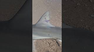 Surprise catch A tagged 5 Blacknose shark Seeking info on tag origin tight lines [upl. by Brade]