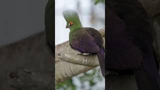 Conheça o Guinea TuracoTauraco persa birds nature birdslover colorfulbirds shorts short bird [upl. by Eichman158]