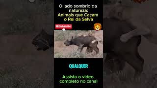 O lado sombrio da natureza Animais que Caçam o Rei da Selva  bufalo africano [upl. by Mroz428]