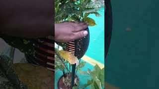 solar lights for garden 😍👌👌 shortvideos youtube viral solarlights Gardensolarlights [upl. by Marnie343]