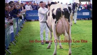 Royal Ulster Winter Fair  Holstein Intermediate Heifer in milk classLou Etta vs Kepculloch Mary [upl. by Reddin367]