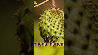 ANNONACEAE FAMILY MEMBERS shorts viralvideo trending botanyforall bscbotany botanylectures [upl. by Zahc650]