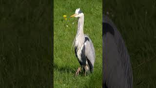 Grey Heron Calling shorts [upl. by Garges]