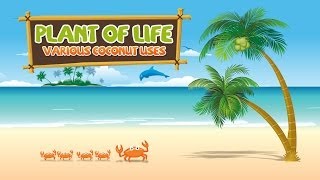 Amazing Uses of Coconut The Plant of Life [upl. by Ahsok]