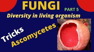 Class Ascomycetes  Tricks to learn examples  kingdom fungi  Class 9 11 BiologyNEET [upl. by Marlo]