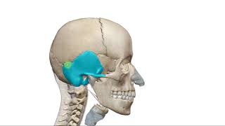 تشريح العظم الجداري  Parietal bone anatomy [upl. by Lenoj]