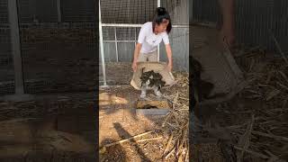 animals 小动物 funnyanimals [upl. by Hujsak168]