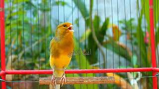 Latest Amazing Canary Tweet 2024 Listen to Canary Marriage Youth Training 226 [upl. by Sadoff635]