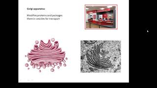 BTEC Applied Science Unit 1 Biology Cells [upl. by Henke855]