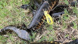 Gorilla Frog Lure  Snakehead Fishing Tamil tamilsnakeheadangler [upl. by Lenora550]