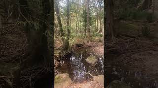 Goldsborough Valley North QLD Australia shorts youtubeshorts travel [upl. by Felipa]