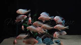 Albino Geophagus tank  South American cichlids [upl. by Unity]