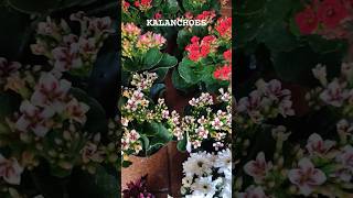 kalanchoe kalanchoeplant kalanchoes flowers flores [upl. by Oimetra]