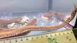 Monster Bobbit worm Eunice aphroditois discovered at Maidenhead Aquatics  Woking [upl. by Annora164]