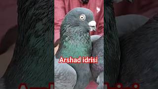 Original ShajapuriFull Video Aaegi highflyingpigeons youtubeshorts pigeonstatus kabutarstatus [upl. by Kunz]