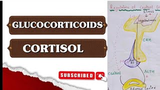 Glucocorticoids ll Cortisol ll Endocrine Physiology ll in Hindi [upl. by Eenhpad183]