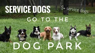 5 Service Dogs at the DOG PARK [upl. by Alford]