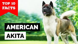 American Akita  Top 10 Facts [upl. by Ecylla844]