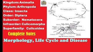 Mosquito Morphology Structure and Life Cycle With Completes Notes [upl. by Ecnerwal]