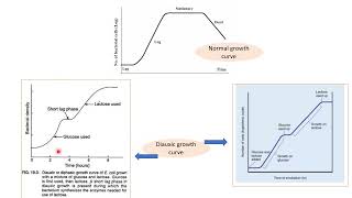 Diauxic growth  Diphasic growth curve  Microbiology  Basic terms [upl. by Etty]