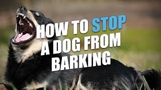 How To Stop A Dog From Barking [upl. by Udelle]