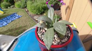 AoxTheGardener  Aloinopsis Rubrolineata  Bloom OpenClose Timelapse [upl. by Jonah]