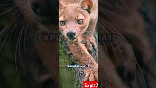 Fosa Predator Misterius dari Pulau Madagaskarhewanunik faktaunik animals youtubeshorts fy [upl. by Baras]