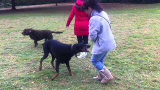 Crazy Doberman attacks owner [upl. by Algernon912]