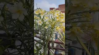 Oleander plant🌱shortvideo caretips floweringplant allahabad [upl. by Ansev617]