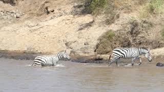 Masai Mara River Crossing Migration 2018 1 [upl. by Llerej805]