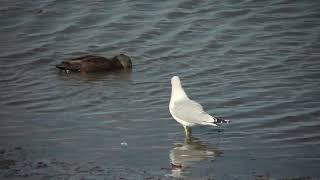 Ring billed Gull walking [upl. by Nylegna236]