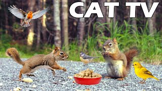 CAT AND DOG TV 🐶😸 Squirrel and Bird Watching 🐿🦜 Funny Video To Prevent Boredom Entertain Your Cats [upl. by Nirra134]