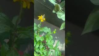 My Beautiful Home Garden  Wedelia plant  viral bonsai flowers gardening nature plants [upl. by Eiralc]