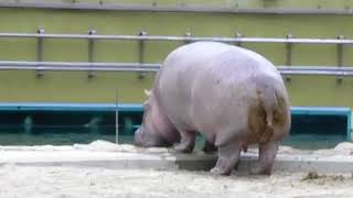 hippopotame qui fait caca et urine [upl. by Toogood]