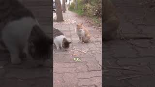 They are the best of buddies cat friendship [upl. by Drofiar]