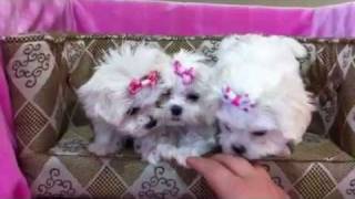 Tiny Teacup Maltese Puppies PERFECTION [upl. by Dulcle]