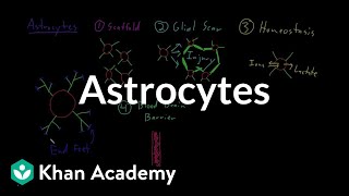 Astrocytes  Nervous system physiology  NCLEXRN  Khan Academy [upl. by Comstock326]