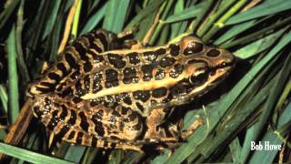 Pickerel Frog Lithobates palustris [upl. by Ingemar273]