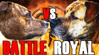 Pitbull vs Boerboel  Boerboel vs Pitbull  Powerful guard dog  Billa Boyka [upl. by Acirat]