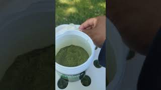 Amazing Superfood Greens Powder Smoothie superfood supergreens healthy [upl. by Earaj]