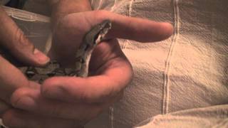 Schlangenbabys Boa Constrictor HD  Jungtiere 1 Woche [upl. by James861]