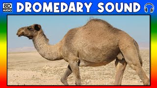 🐪 DROMEDARY SOUND  DROMEDARY SOUND EFFECT  SOUND OF DROMEDARY  NOISE OF DROMEDARY [upl. by Bolger]