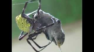 Garden Spider v Carpenter Bee [upl. by Vaules23]