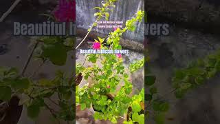 Sirivennela song telugu organic gardening nani flowers organicgardens beautifulflowers [upl. by Woothen]