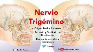 Anatomía  Nervio Trigémino Ganglios Ramos Oftálmico Maxilar y Mandibular [upl. by Rengia702]