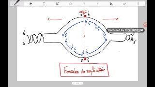 La réplication chez les procaryotes génétique replication procaryotes [upl. by Bullion]