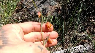 Fritillaria eastwoodiae [upl. by Omrellig]