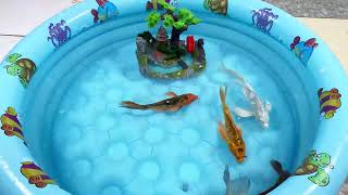 Put fish in the float sharks dolphins sea creatures tiger fish [upl. by Fabiano]